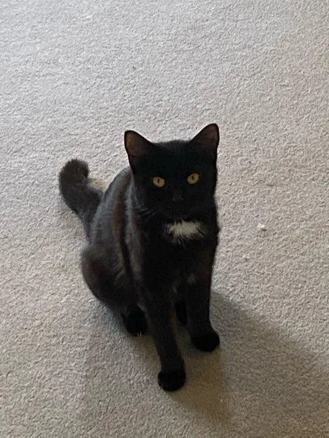 An adult medium-sized female Black Domestic Short Hair cat named Electric for adoption