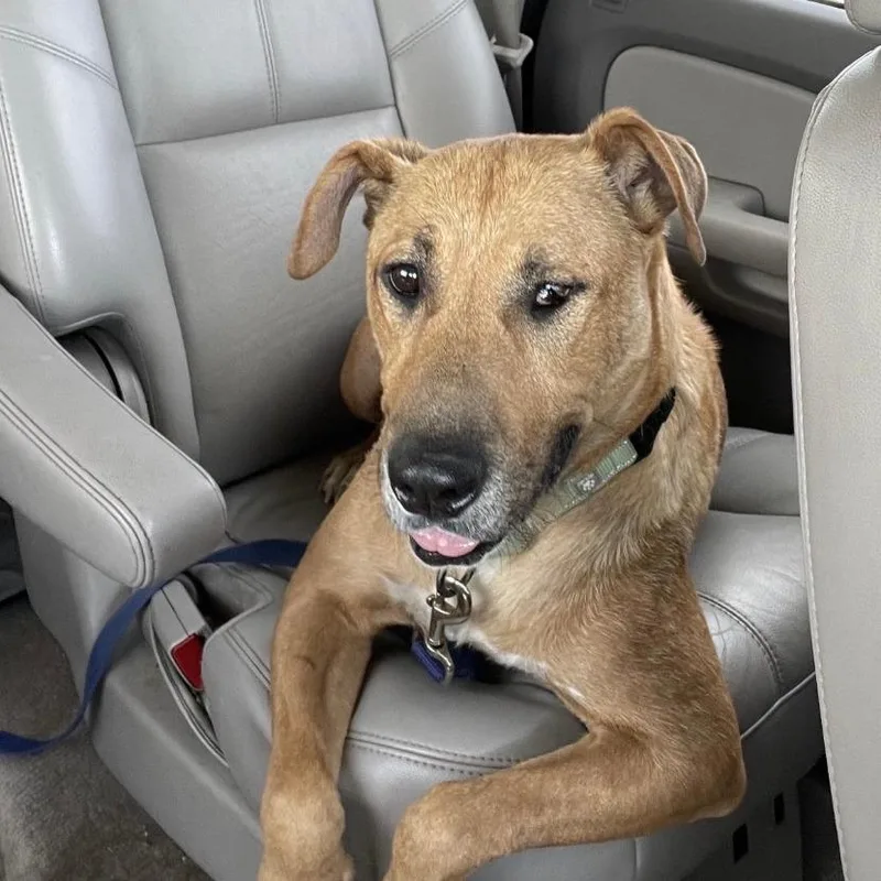 A senior medium-sized female Brown / Chocolate Labrador Retriever dog named Reba for adoption in Stagecoach, NV