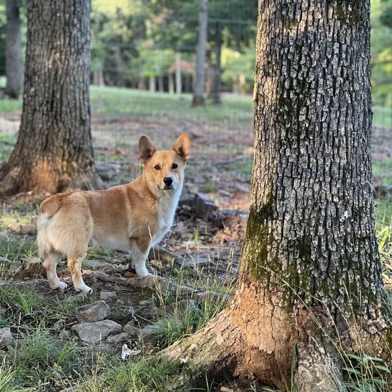 A young medium-sized female Red / Chestnut / Orange Corgi dog named Oliver for adoption in Chicopee, MA