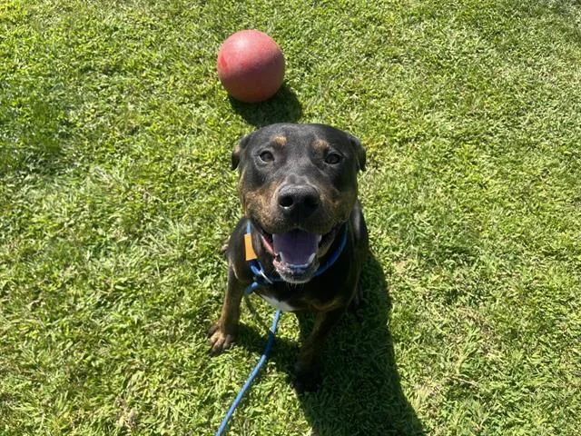 A young large-sized male Plott Hound dog named Tank for adoption in Auburn, CA