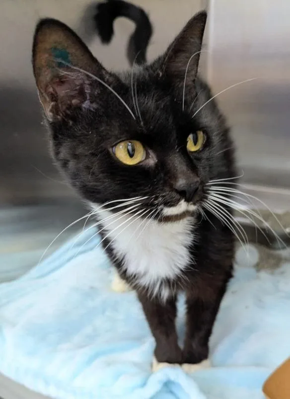 A young medium-sized female Domestic Short Hair cat named Becky for adoption in Hartsville, SC