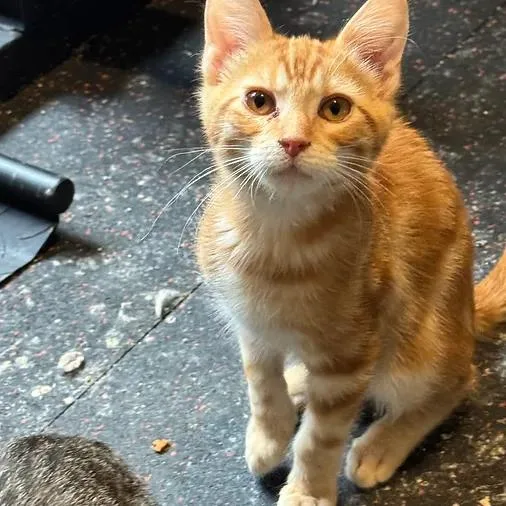 A baby small-sized male Tabby (Orange / Red) Domestic Short Hair cat named Jones for adoption in Albuquerque, NM