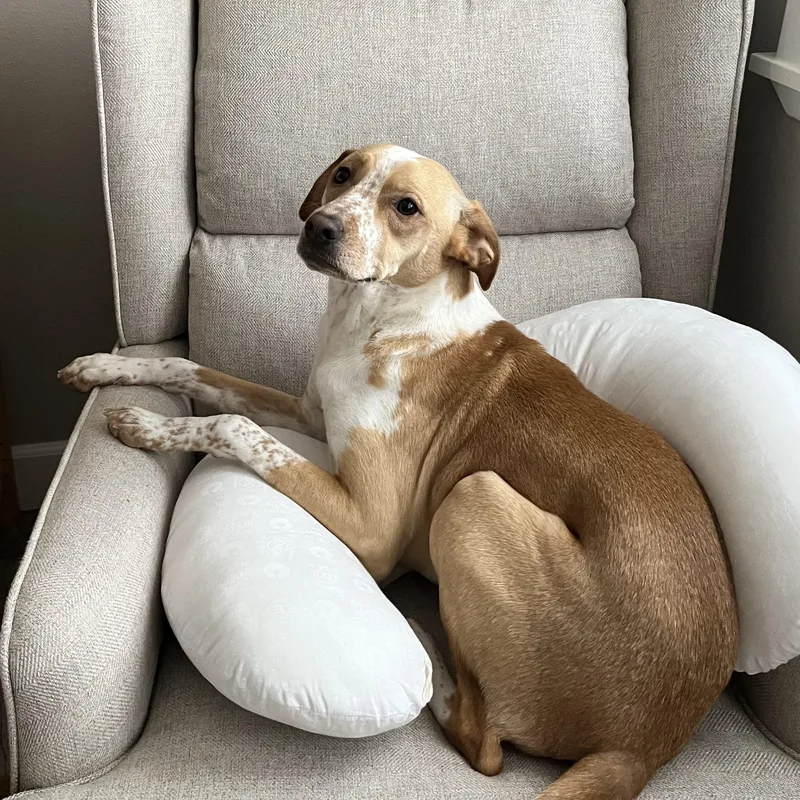 An adult medium-sized female Beagle dog named Nilla for adoption in Torrance, CA