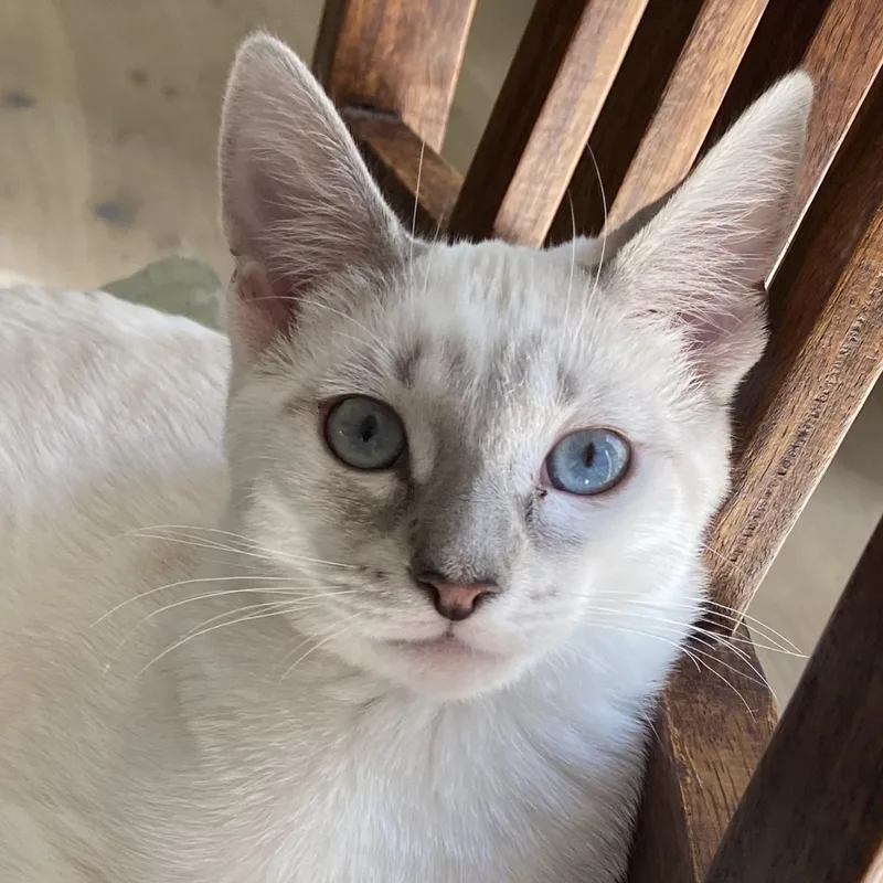 A baby medium-sized female Cream / Ivory Siamese cat named Morel for adoption in Irvine, CA