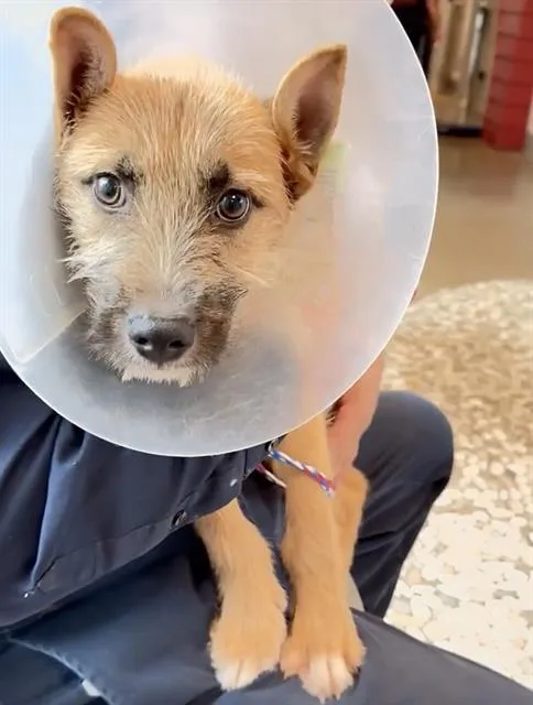 A baby small-sized male Schnauzer dog named Chase for adoption in Houston, TX