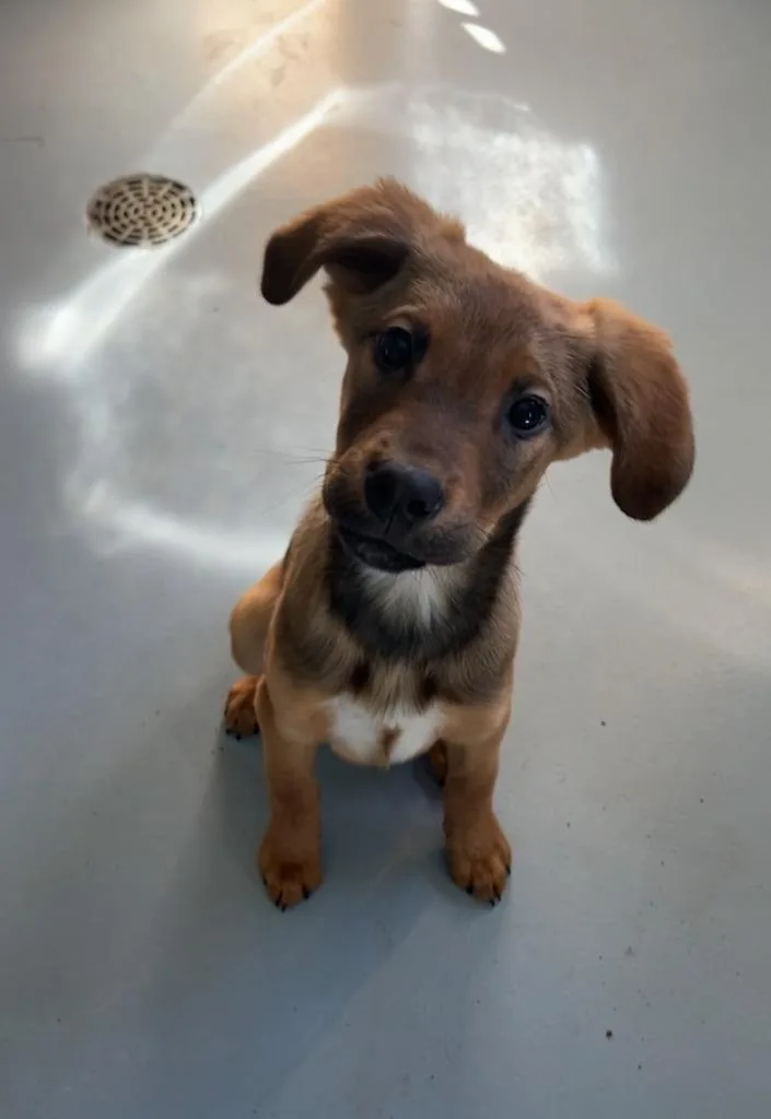 A young large-sized male Labrador Retriever dog named Moose for adoption in Ashland, WI