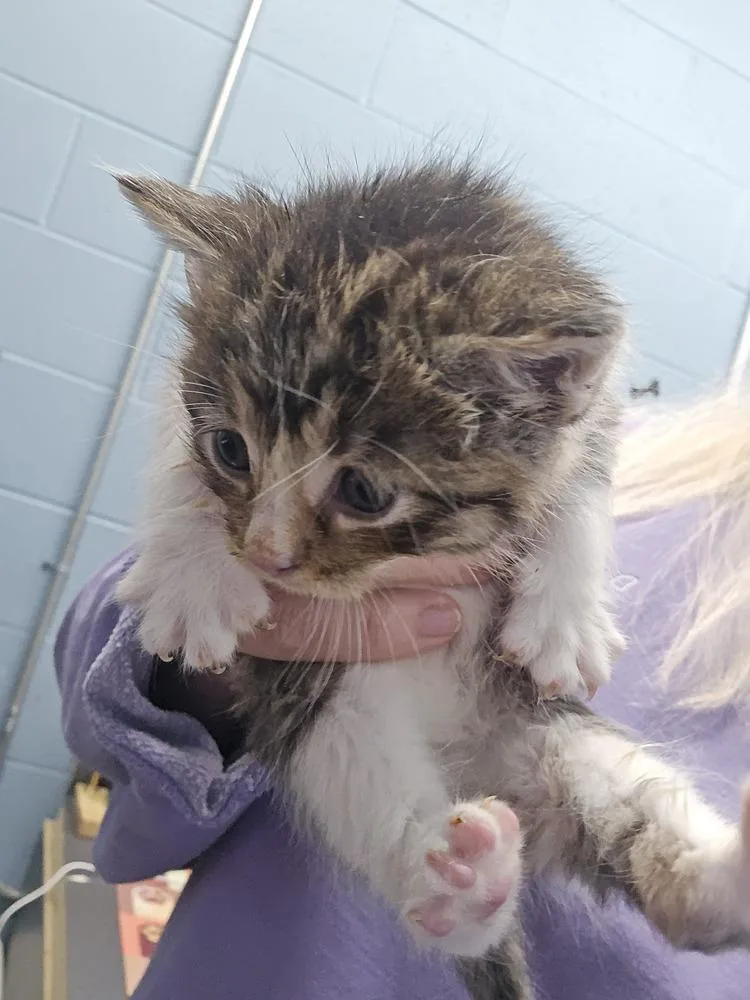 A baby small-sized male Black & White / Tuxedo Domestic Short Hair cat named Spinosaurus for adoption in Evansville, IN