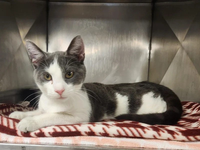 A baby medium-sized male Gray / Blue / Silver Domestic Short Hair cat named Gibraltar for adoption in Clayton, NJ