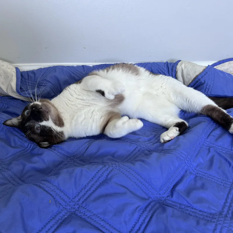 A young medium-sized male Snowshoe cat named Jax for adoption in Lancaster, PA
