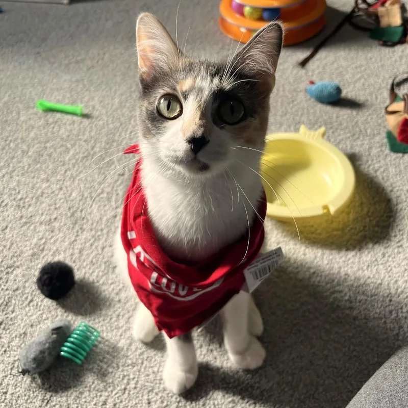 A young medium-sized female Calico Domestic Medium Hair cat named Tommi C for adoption in Princeton, MN