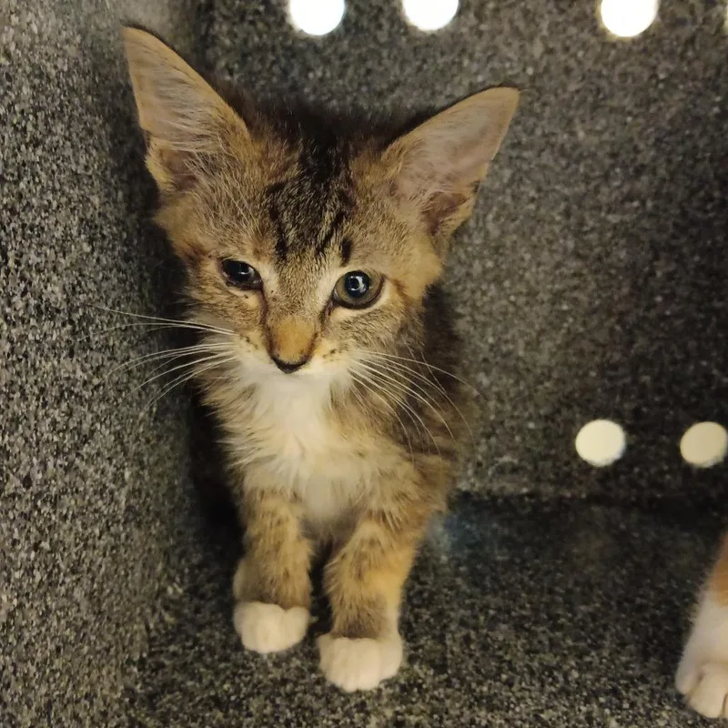 A baby small-sized female Calico Domestic Short Hair cat named Cappuccino for adoption in Elizabeth City, NC