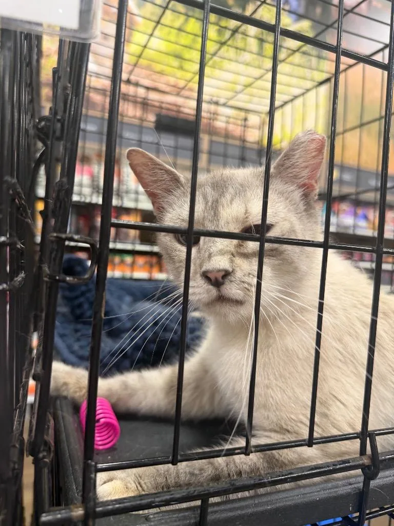 A young large-sized female Domestic Short Hair cat named Masa for adoption in warrenville, SC