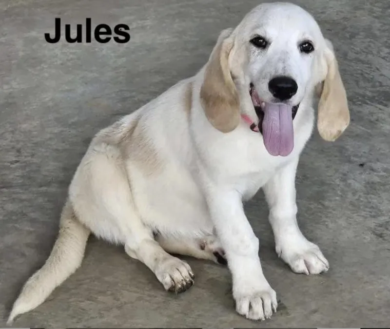 Jules