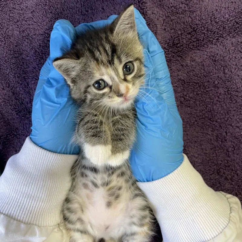 A baby small-sized female Torbie Domestic Short Hair cat named Wiggle Worm for adoption in Los Angeles, CA