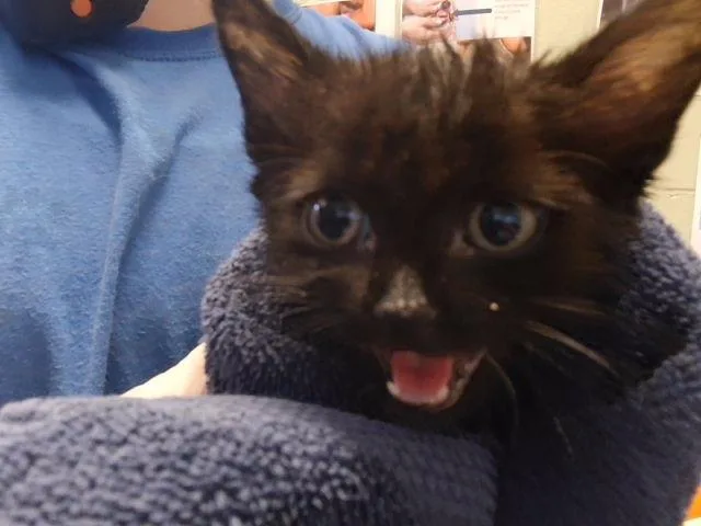 A baby small-sized male Domestic Short Hair cat named Lyro for adoption in Tulsa, OK