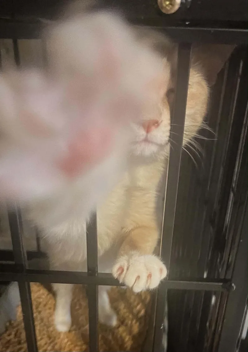 A young medium-sized male Domestic Short Hair cat named Gregory for adoption in Randolph, AL