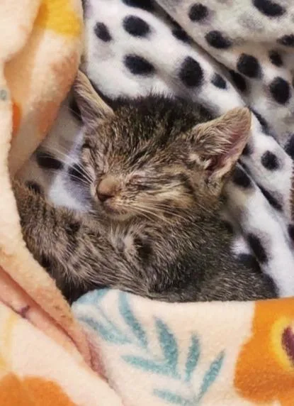 A baby small-sized female Domestic Short Hair cat named Crostini for adoption in Hartsville, SC