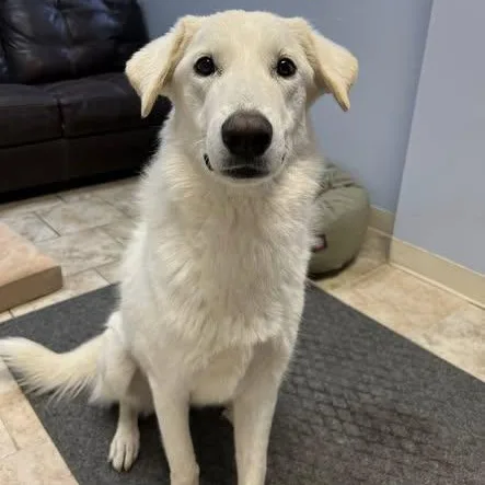 A young large-sized female White / Cream Akbash dog named Coco for adoption in Pacific, MO