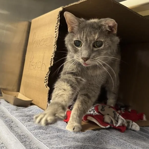 A senior small-sized female Domestic Short Hair cat named Princess Peach for adoption in Des Moines, IA