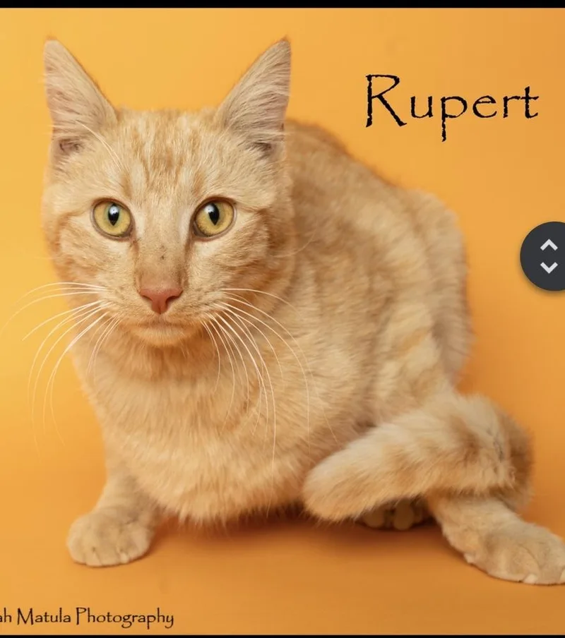 An adult medium-sized male Domestic Short Hair cat named Rupert for adoption in Lafayette, CO