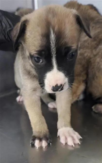 A baby large-sized female Yellow / Tan / Blond / Fawn Mixed Breed dog named 60780608 for adoption in El Paso, TX