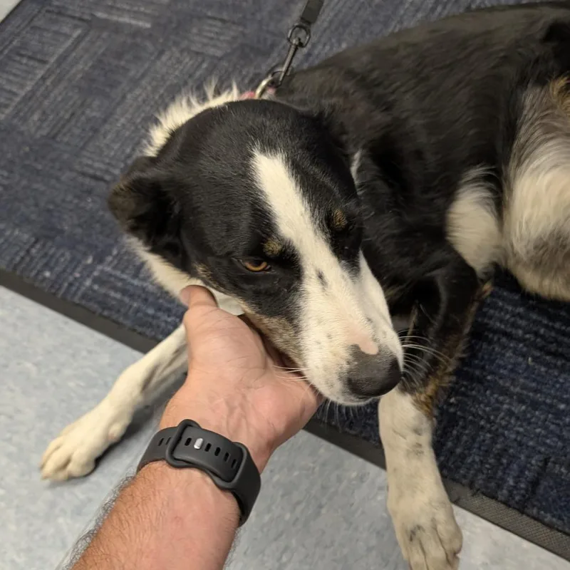 Found Dog