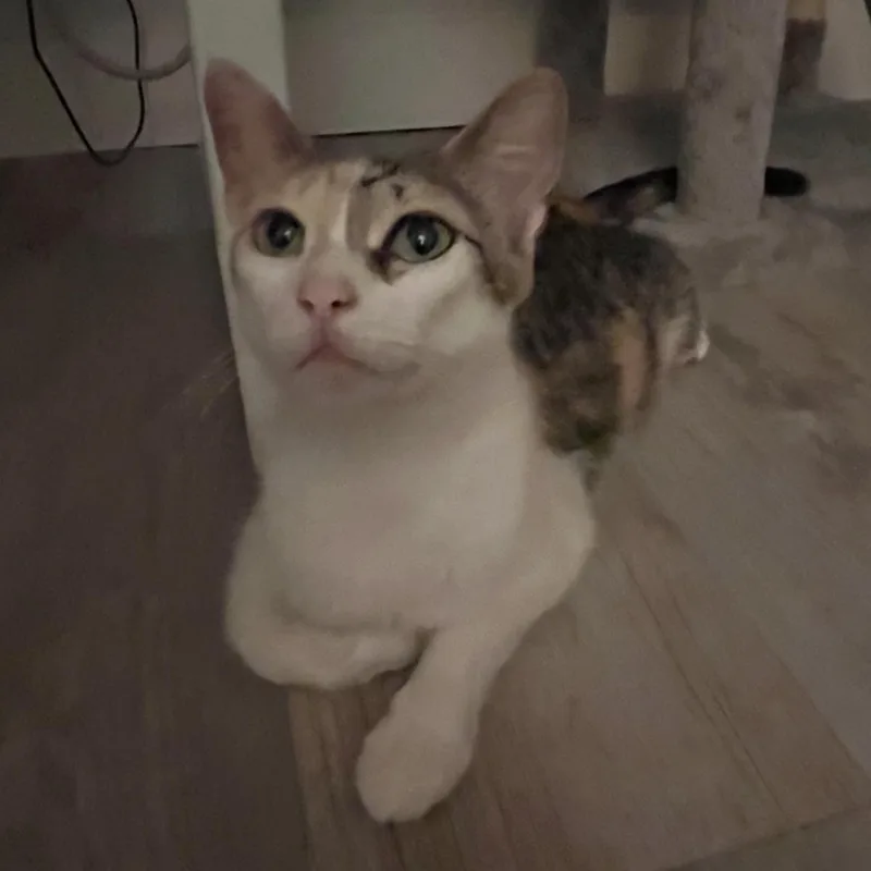 Carmela thumbnail 3