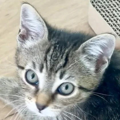 A baby medium-sized male Domestic Short Hair cat named Joey for adoption in Pleasanton, CA