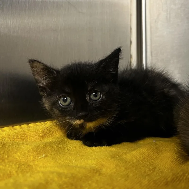 A baby small-sized female Tortoiseshell Domestic Medium Hair cat named Fifi for adoption in Harrisville, WV