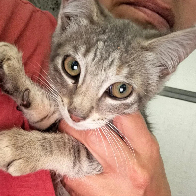 A baby small-sized male Orange / Red Domestic Short Hair cat named Ian Fraser for adoption in Brooklyn, NY