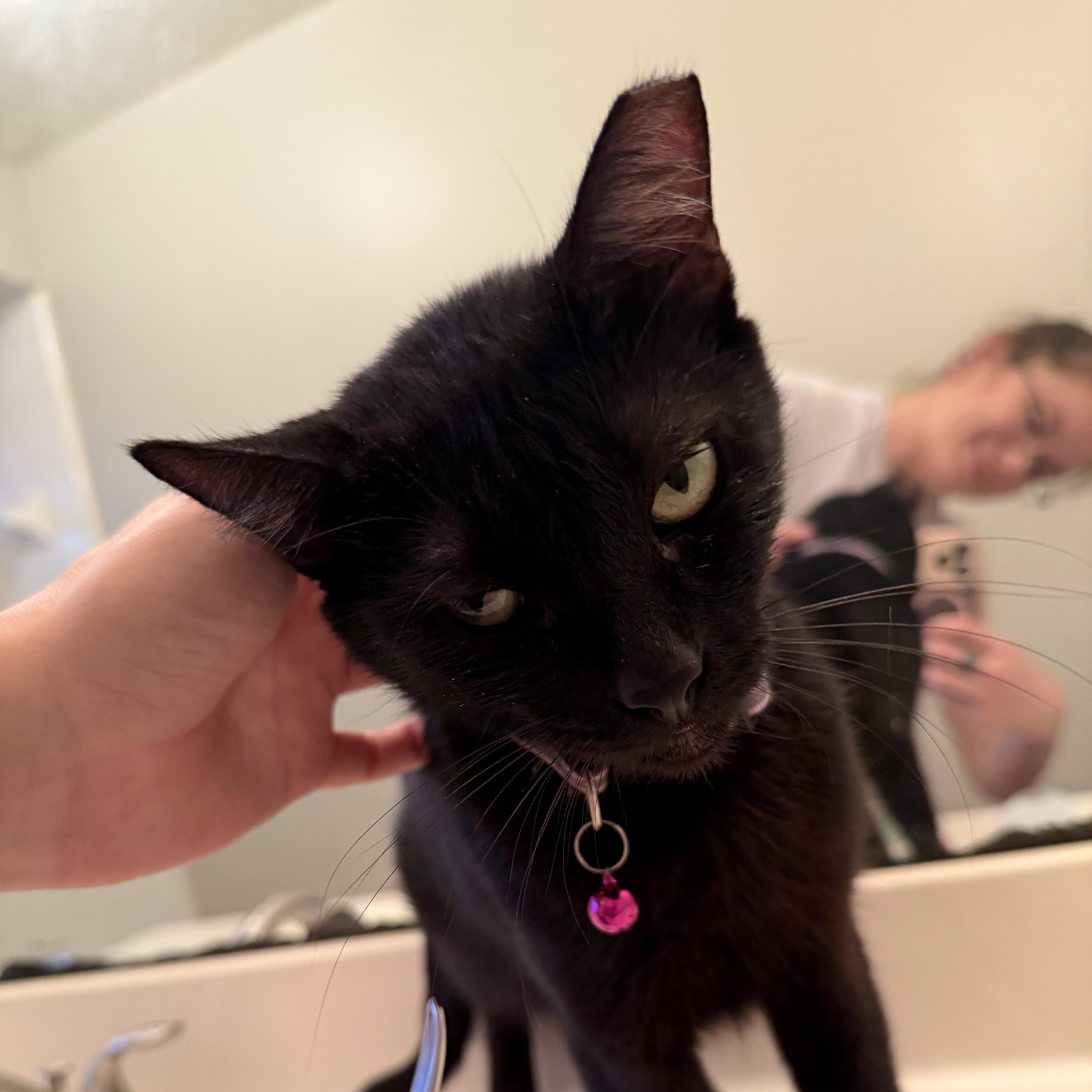 A young medium-sized female Black Domestic Short Hair cat named Midnight for adoption in Liverpool, TX