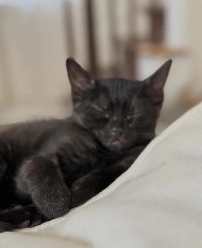 A baby medium-sized female Black Domestic Short Hair cat named Soot Sprite for adoption in Cuyahoga Falls, OH
