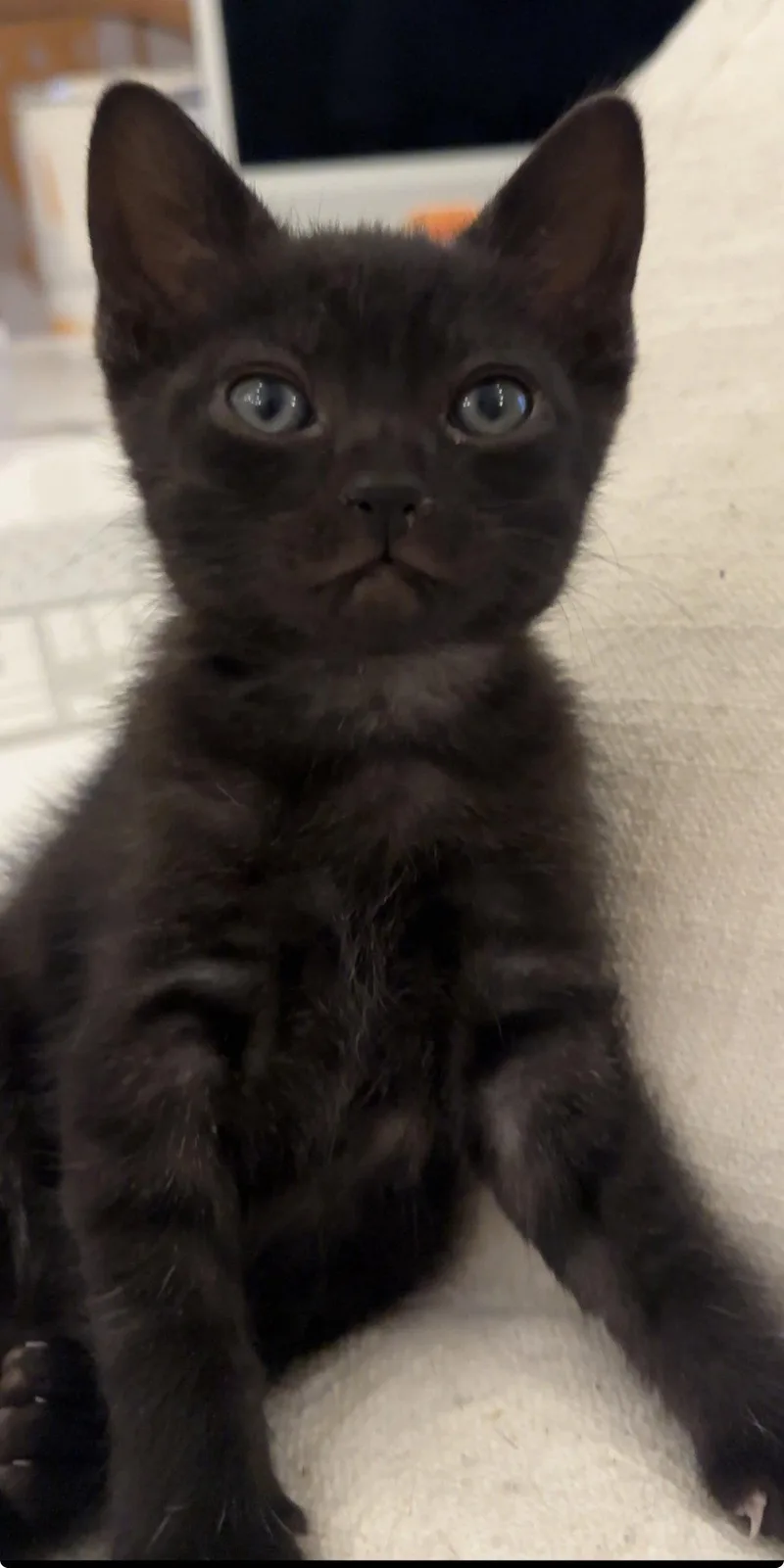 Soot Sprite thumbnail 2