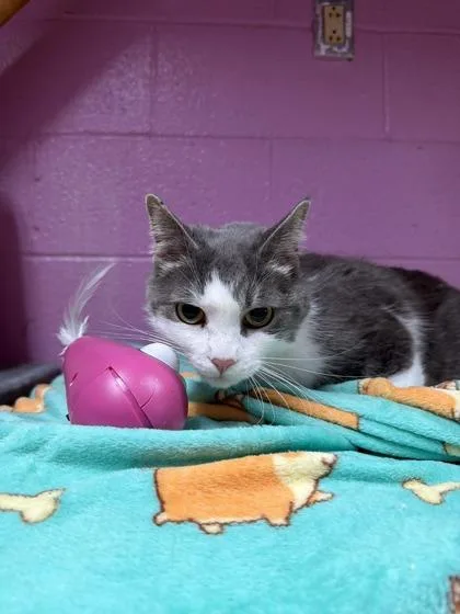 An adult small-sized male Domestic Short Hair cat named Lego for adoption in Cumberland, MD