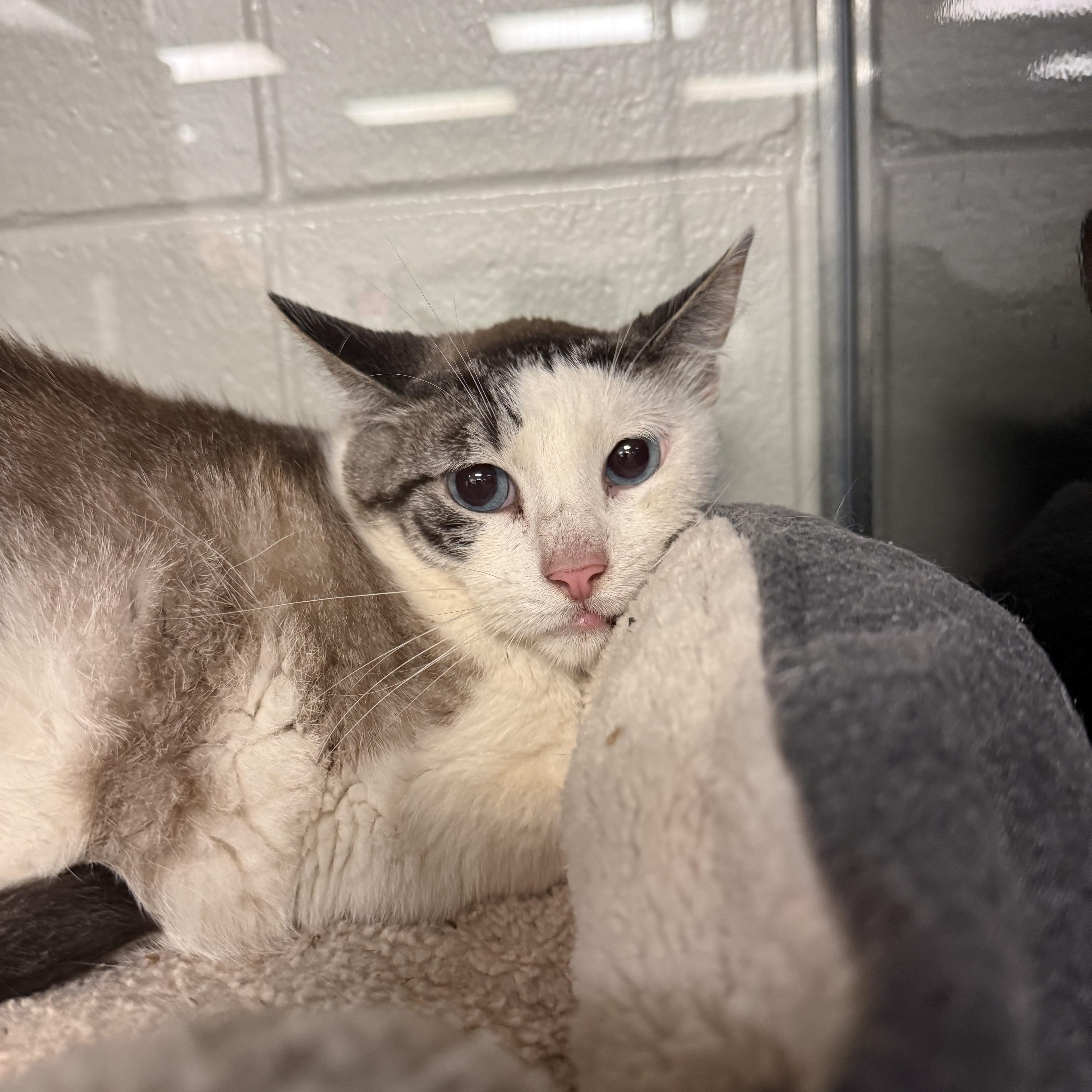 An adult medium-sized male Domestic Short Hair cat named Buddy for adoption in Kearney, NE