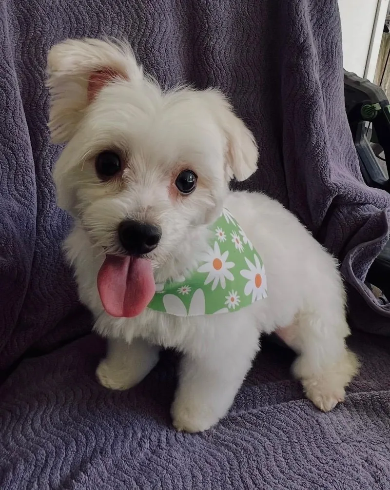 An adult small-sized female White / Cream Maltese dog named Marlo for adoption in Fort Myers, FL