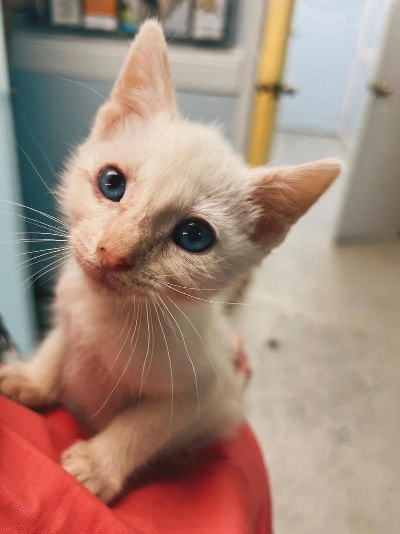 A baby medium-sized male White Domestic Medium Hair cat named Cloud for adoption in Okmulgee, OK
