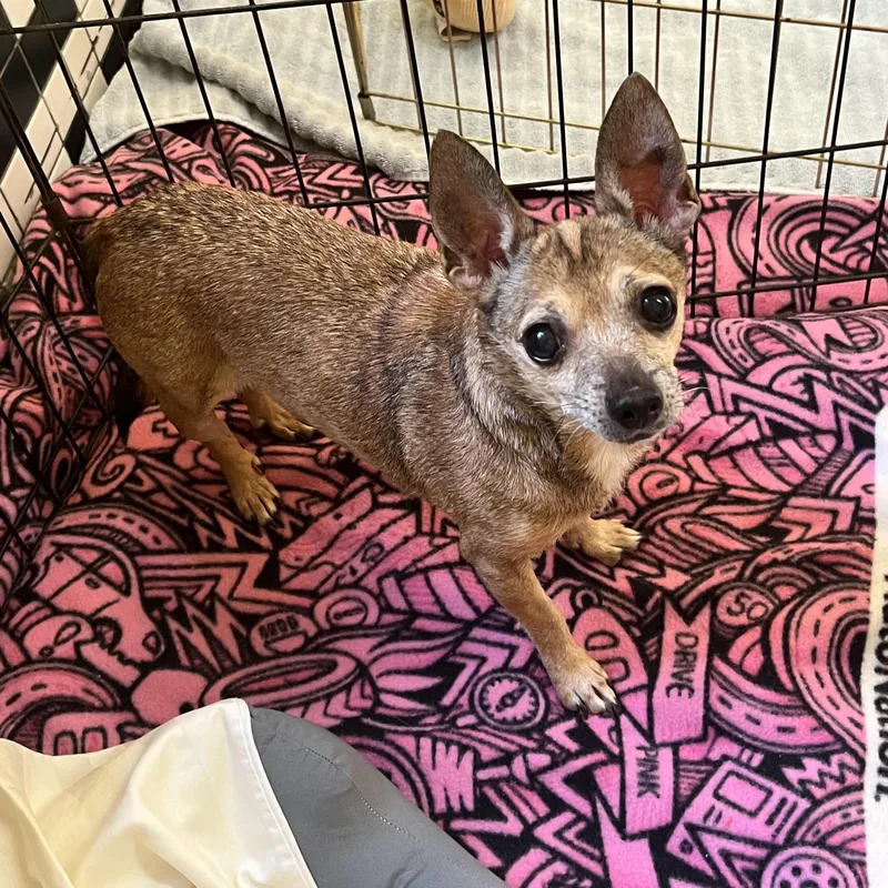 A senior small-sized female Brown / Chocolate Chihuahua dog named Dakota for adoption in Boca Raton, FL