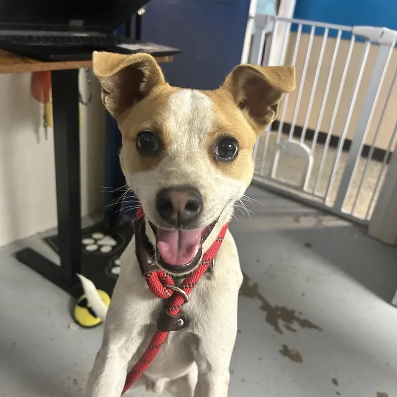A young small-sized male White / Cream Jack Russell Terrier dog named Quibli for adoption in Uniontown, PA