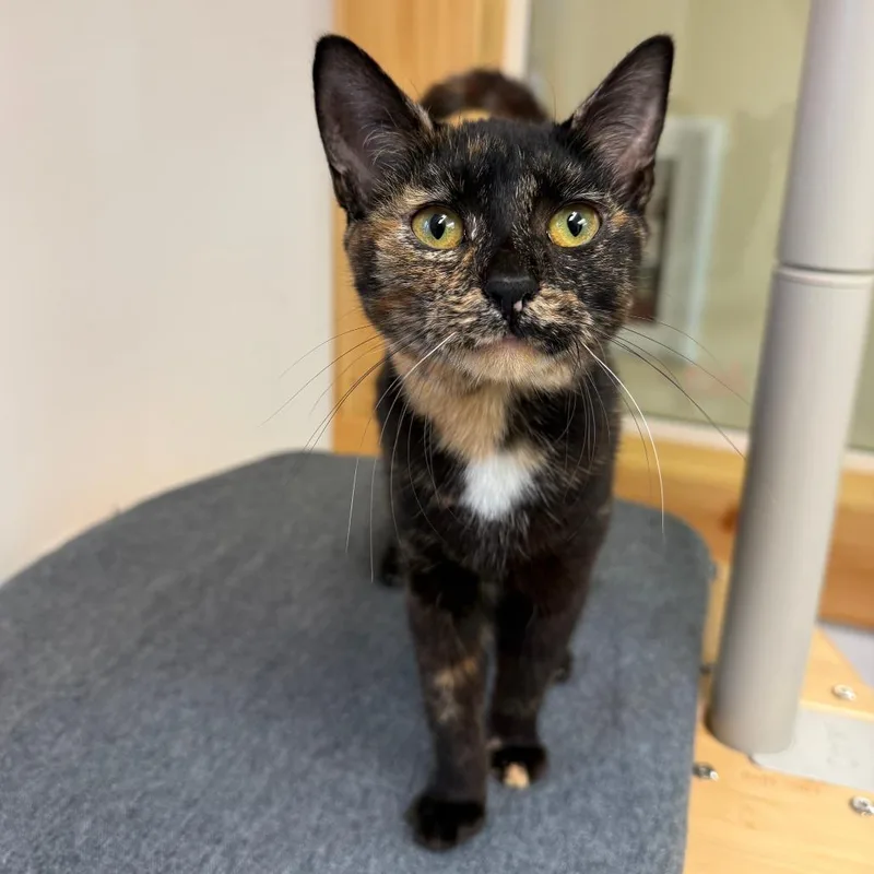 An adult small-sized female Tortoiseshell Domestic Short Hair cat named Salsa for adoption in Morrisville, VT