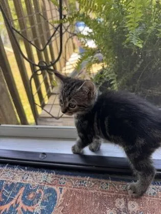 A baby small-sized female Domestic Short Hair cat named Pebble for adoption in Wilkesboro, NC