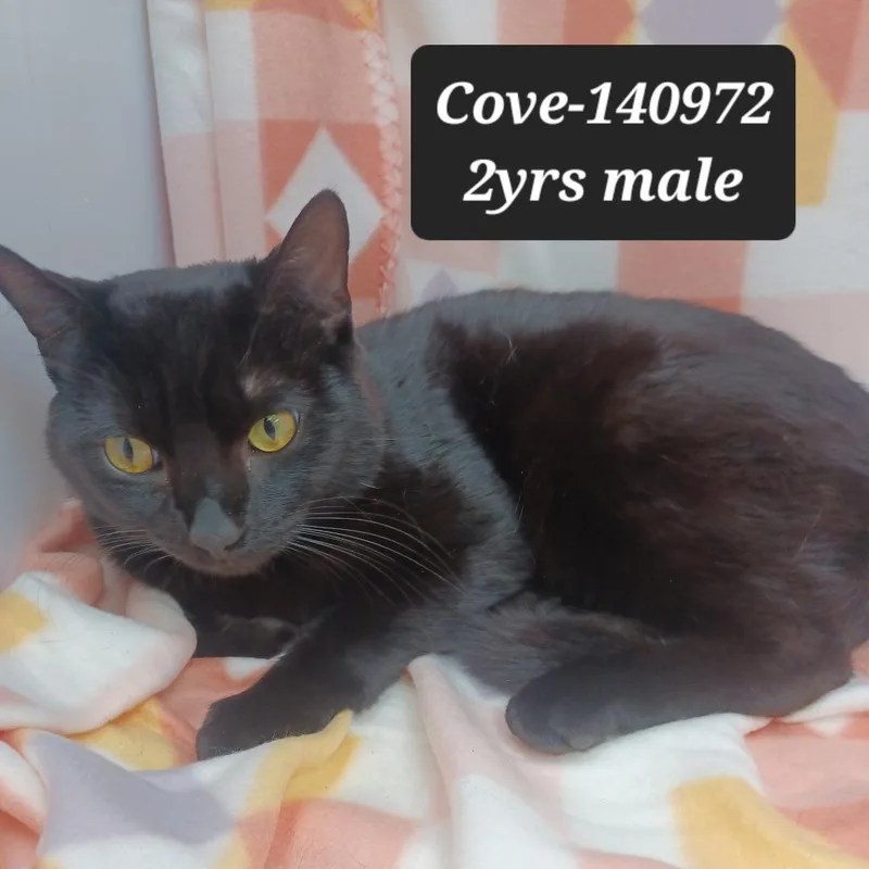 An adult small-sized male Domestic Short Hair cat named Cove for adoption in New Tazewell, TN