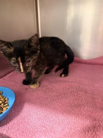 A baby small-sized female Domestic Short Hair cat named A for adoption in San Martin, CA
