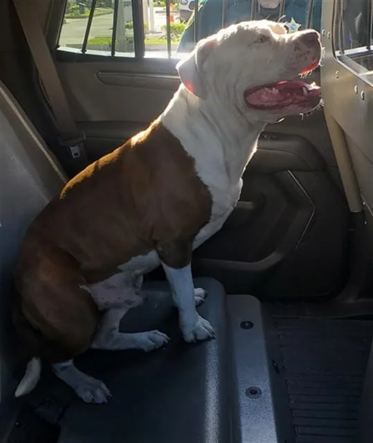 Buster