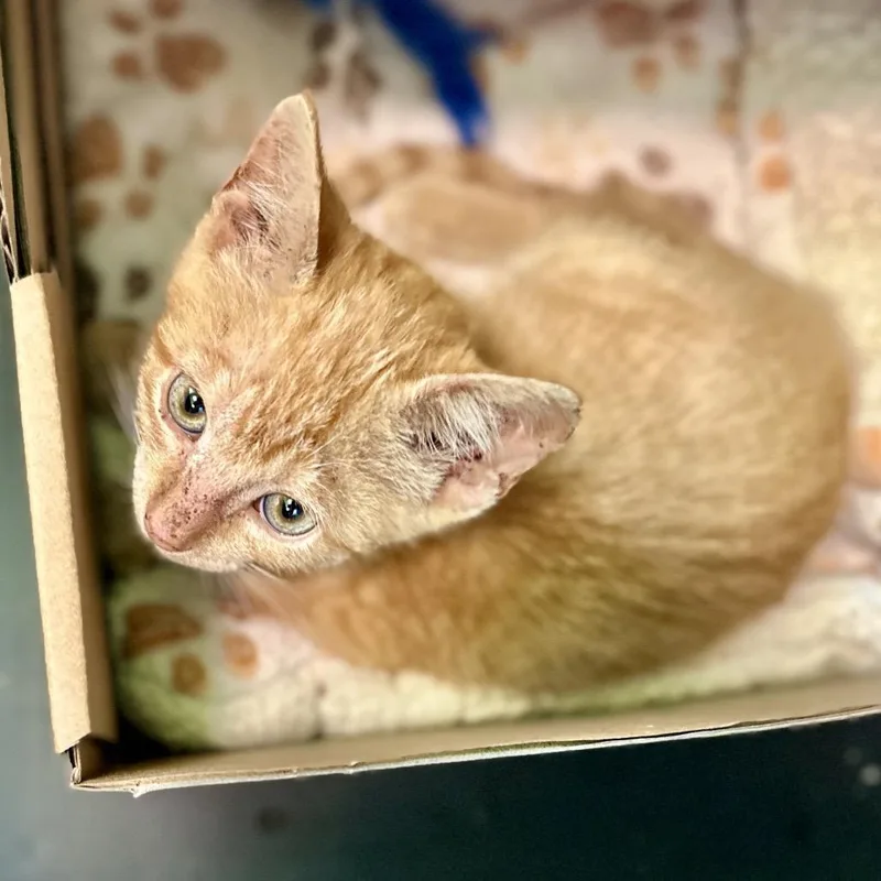 A baby small-sized female Orange / Red Domestic Short Hair cat named Noah Cyrus for adoption in Austin, TX