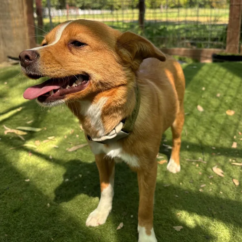 A young small-sized female Red / Chestnut / Orange Chihuahua dog named Rebecca for adoption in Sonoma, CA