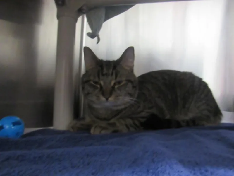 A young medium-sized male Domestic Short Hair cat named Sunny for adoption in Derwood, MD