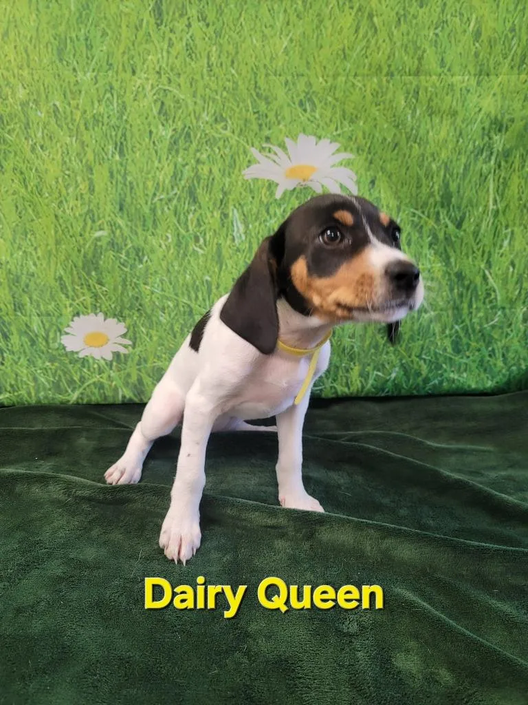 Dairy Queen