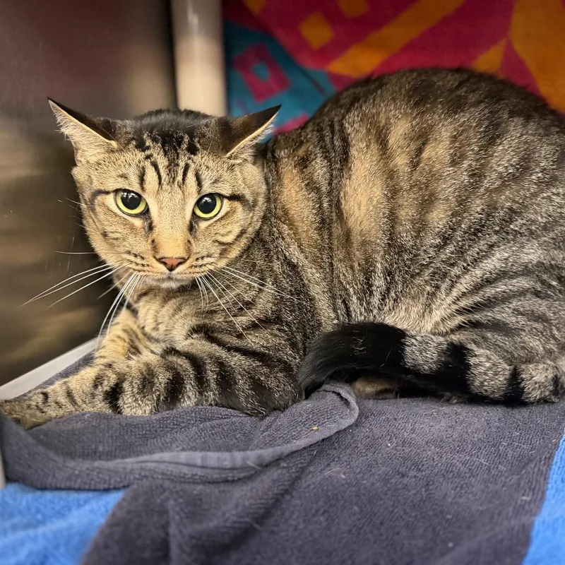 An adult extra large-sized male Domestic Short Hair cat named Jack for adoption in Perkiomenville, PA