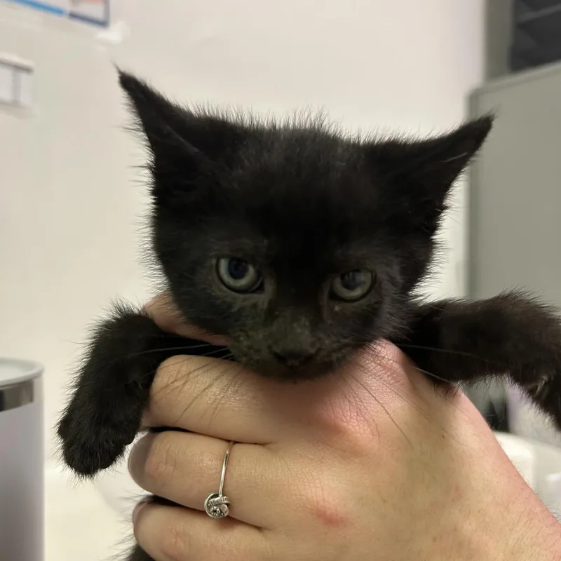 An adult medium-sized male Black Domestic Short Hair cat named Professor Utonium for adoption in Charleston, WV